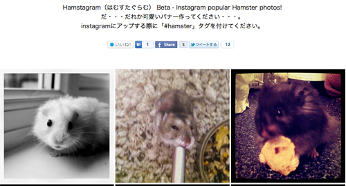 Hamstagram（はむすたぐらむ） Beta - Instagram popular Hamster photos!